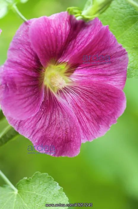 : Hollyhock, Alcea rosea : Hollyhock, Alcea rosea