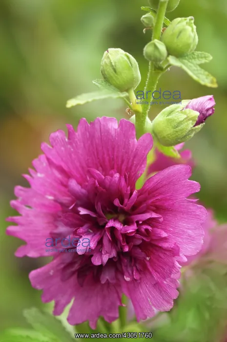  : Hollyhock, Alcea rosea Queeny purple