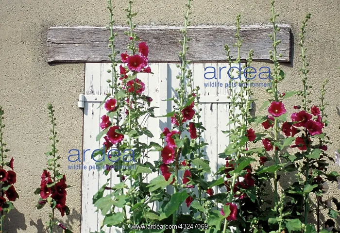 : Hollyhock, Alcea rosea : Hollyhock, Alcea rosea