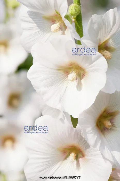 : Hollyhock, Alcea rosea, Close view of a stem with : Hollyhock, Alcea rosea, Close view of a stem with