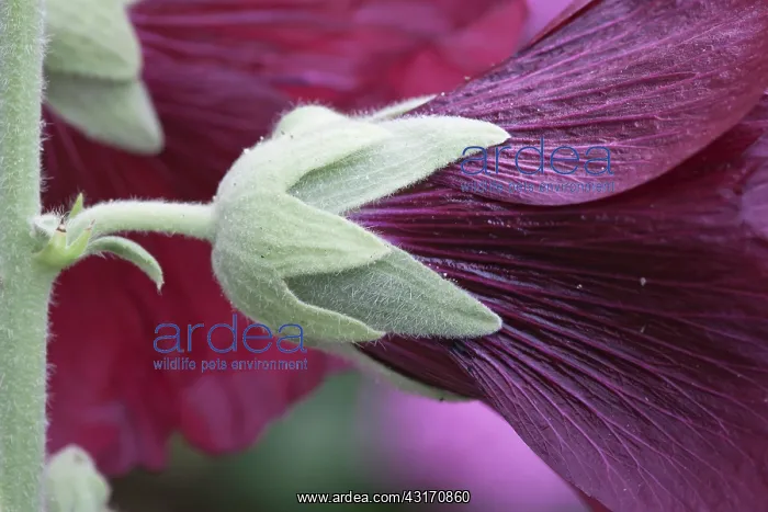 : Hollyhock, Althaea rosea, Detail of purple coloured flower o : Hollyhock, Althaea rosea, Detail of purple coloured flower o