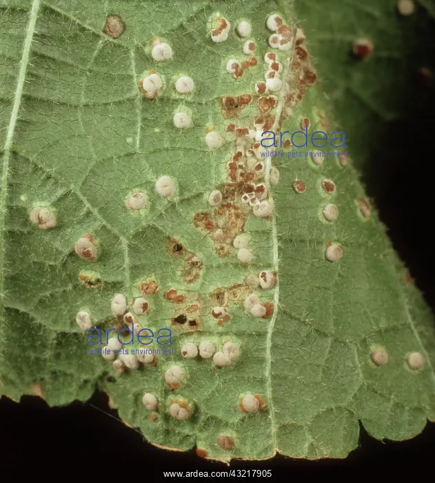 : Hollyhock rust : Hollyhock rust