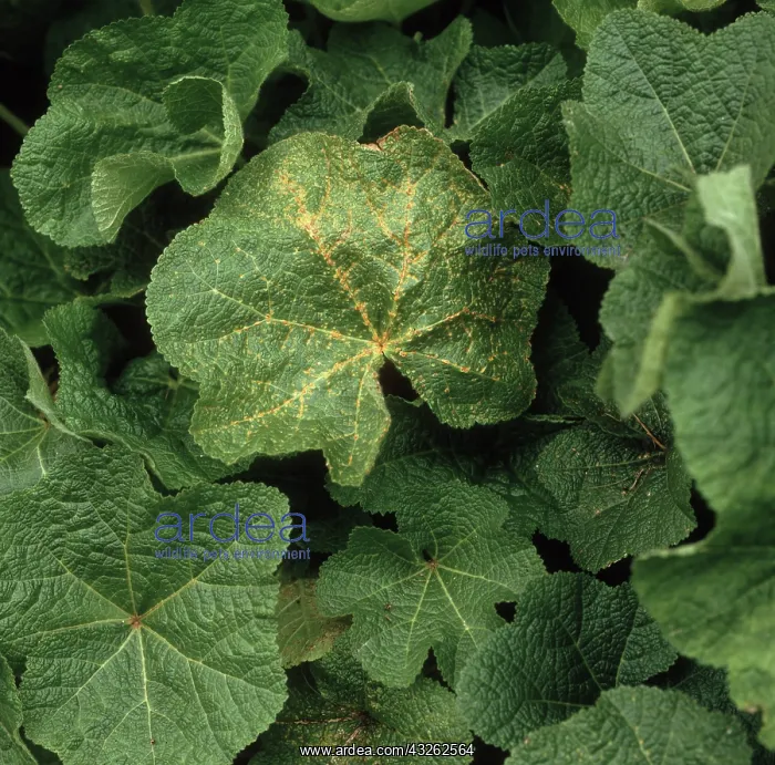 : Hollyhock rust : Hollyhock rust