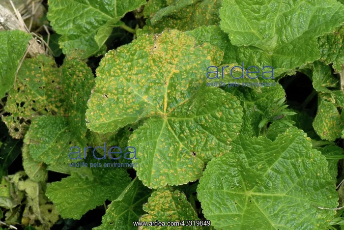 : Hollyhock rust : Hollyhock rust