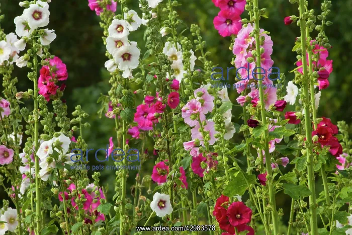  : Hollyhocks
