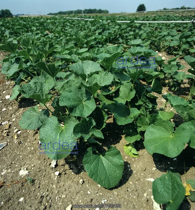 : Hollyhocks as an alternative fiber crop : Hollyhocks as an alternative fiber crop
