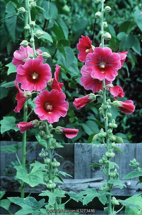 : HOLLYHOCKS - by fence : HOLLYHOCKS - by fence