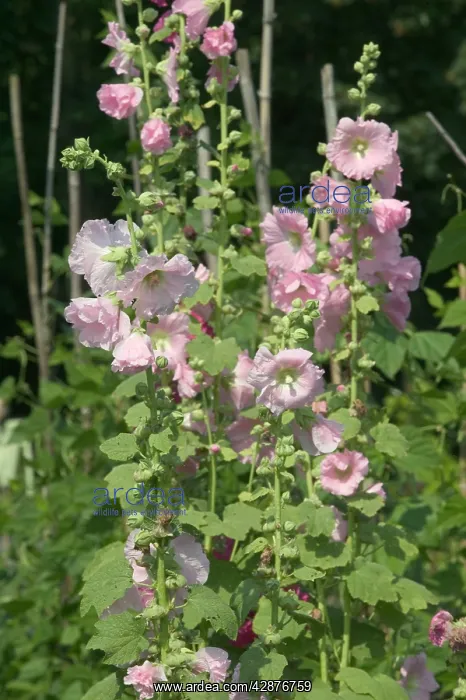  : Hollyhocks - in garden