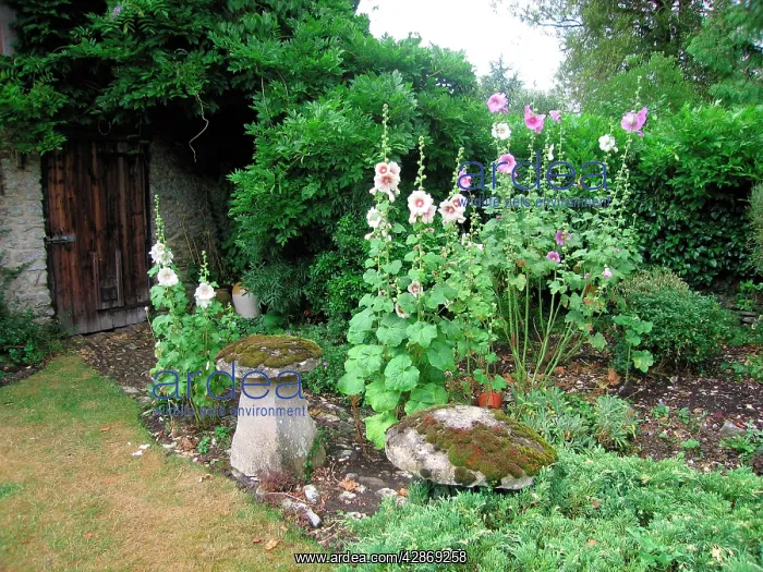 : Hollyhocks - In garden outside old barn