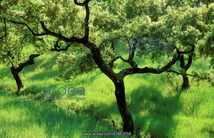 : Holm / Holly / Evergreen Oak - In the Sierra de : Holm / Holly / Evergreen Oak - In the Sierra de