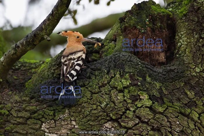 : Holm Oak. Eurasian Hoopoe (Upupa epops) with pray on Holm Oak (Quercus ilex) : Holm Oak. Eurasian Hoopoe (Upupa epops) with pray on Holm Oak (Quercus ilex)