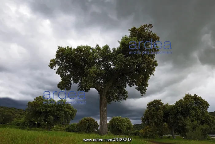 : Holm Oak (Quercus ilex) under a dark sky, Spain, Extremadura, Rio Almonte : Holm Oak (Quercus ilex) under a dark sky, Spain, Extremadura, Rio Almonte