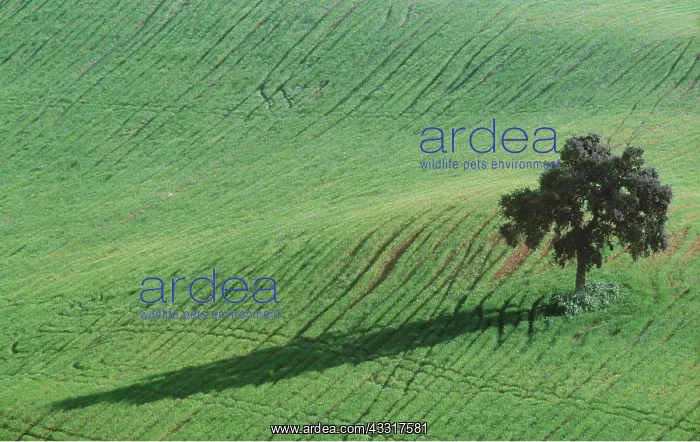 : HOLM OAK - In a cultivated field : HOLM OAK - In a cultivated field