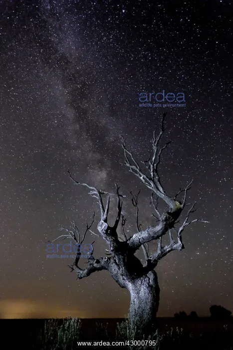 : Holm Oak - dead tree and the Milky Way : Holm Oak - dead tree and the Milky Way