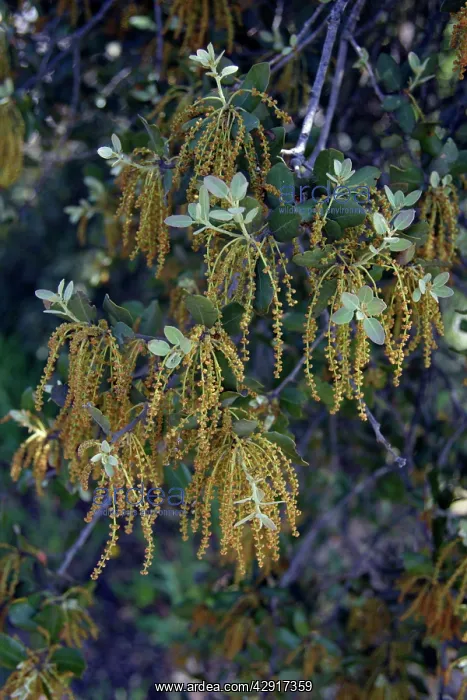 : Holm Oak - flowers and leaves : Holm Oak - flowers and leaves