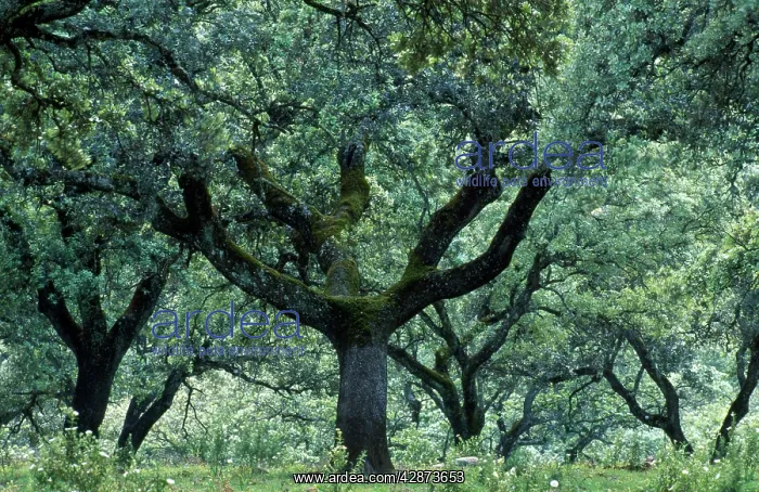 : Holm Oak - moss-grown : Holm Oak - moss-grown
