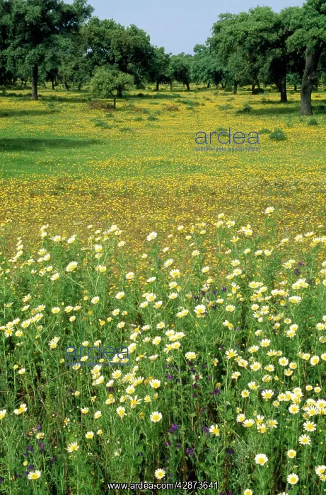 : Holm Oak Plantation - with annual Anacyclus clavatus : Holm Oak Plantation - with annual Anacyclus clavatus