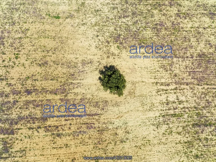 : Holm Oak (Quercus ilex) in a field. Aerial view : Holm Oak (Quercus ilex) in a field. Aerial view