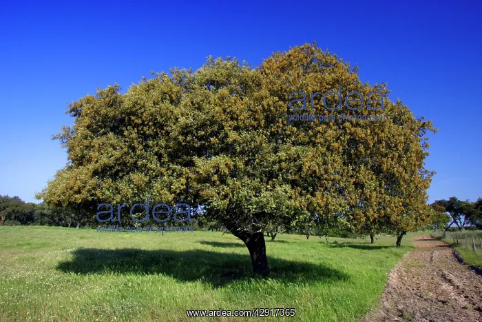 : Holm Oak - single tree : Holm Oak - single tree