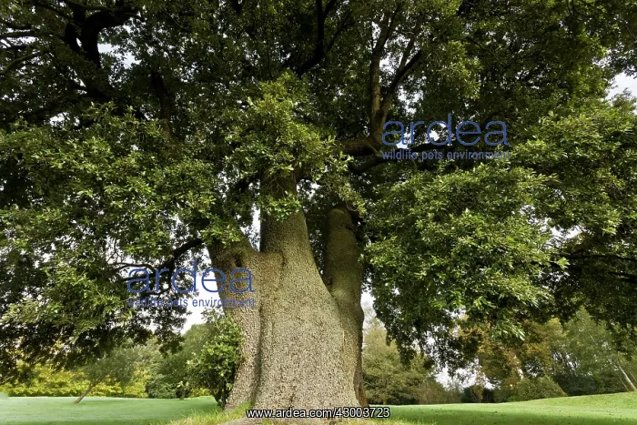 : Holm Oak Tree : Holm Oak Tree