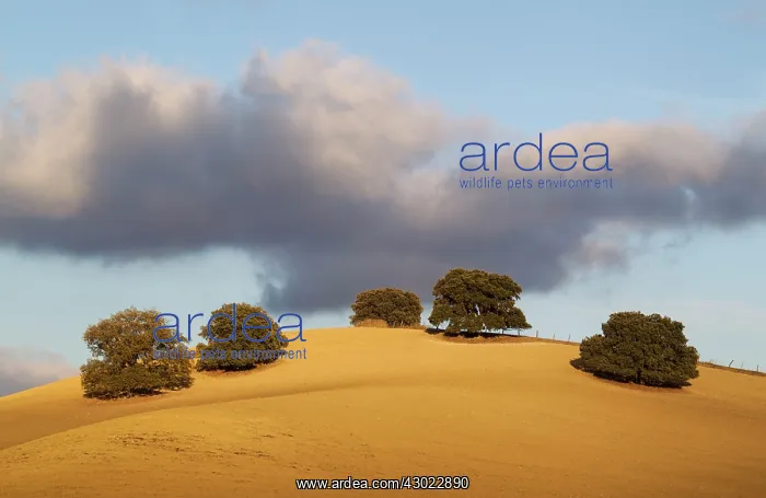 : Holm Oak Trees - on a cultivated field : Holm Oak Trees - on a cultivated field