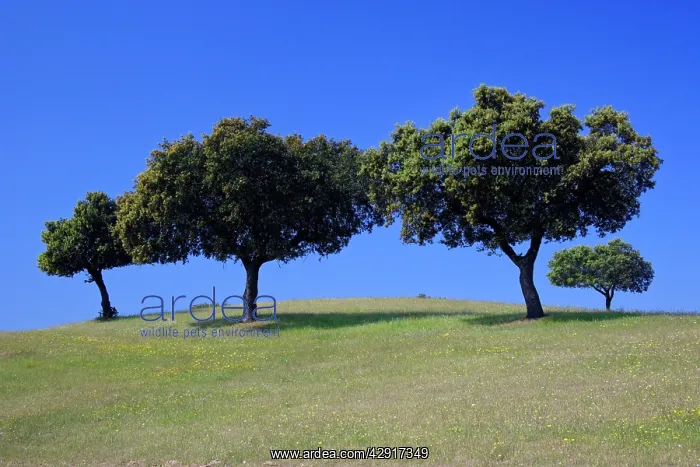 : Holm Oak - trees on meadow : Holm Oak - trees on meadow