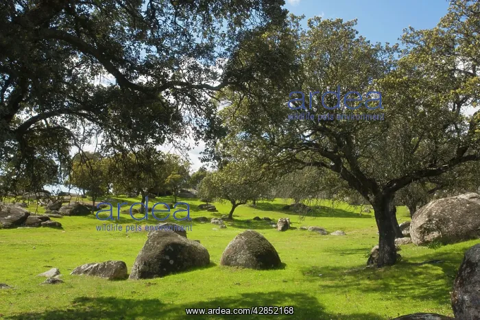 : Holm Oak, western form : Holm Oak, western form