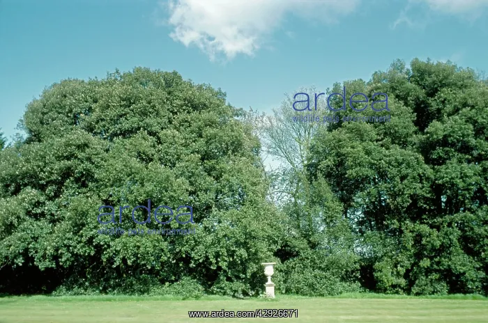  : HOLM OAKS (Quercus ilex)