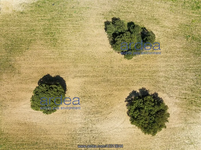 : Holm Oaks (Quercus ilex) in a field. Aerial view : Holm Oaks (Quercus ilex) in a field. Aerial view