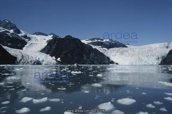 : Holman and Holgate Glaciers : Holman and Holgate Glaciers