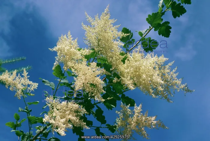 : Holodiscus / Ocean Spray - in flower : Holodiscus / Ocean Spray - in flower
