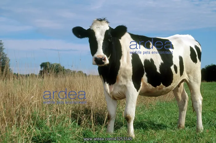 : Holstein cow : Holstein cow