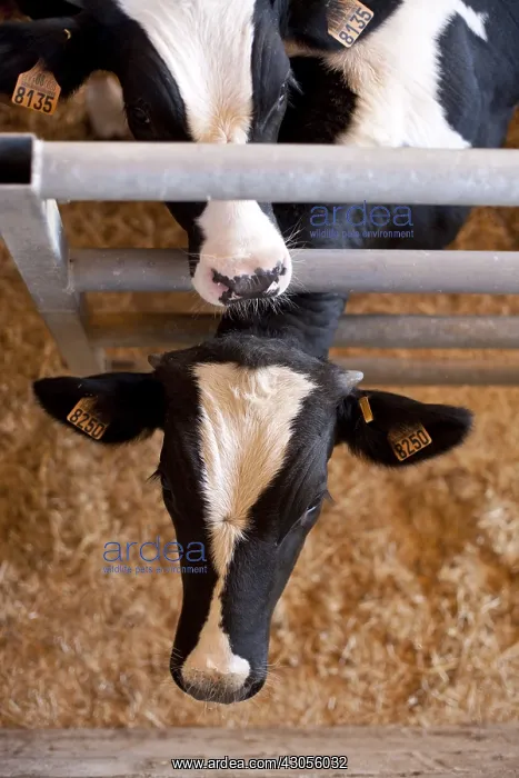 : Holstein bull calves in a feedlot La Ventosilla farm Spain : Holstein bull calves in a feedlot La Ventosilla farm Spain