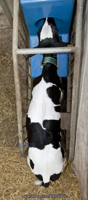 : A Holstein calf at ATMs milk : A Holstein calf at ATMs milk