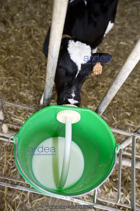 : Holstein calf drinking from a nipple on a bucket of milk Ita : Holstein calf drinking from a nipple on a bucket of milk Ita