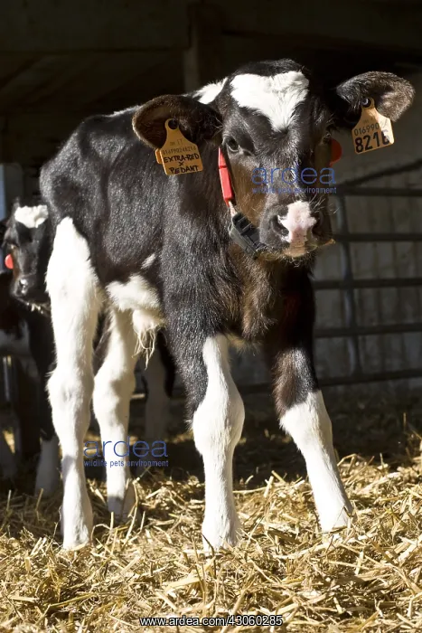 : Holstein calf with a feeding neck collar Italy : Holstein calf with a feeding neck collar Italy
