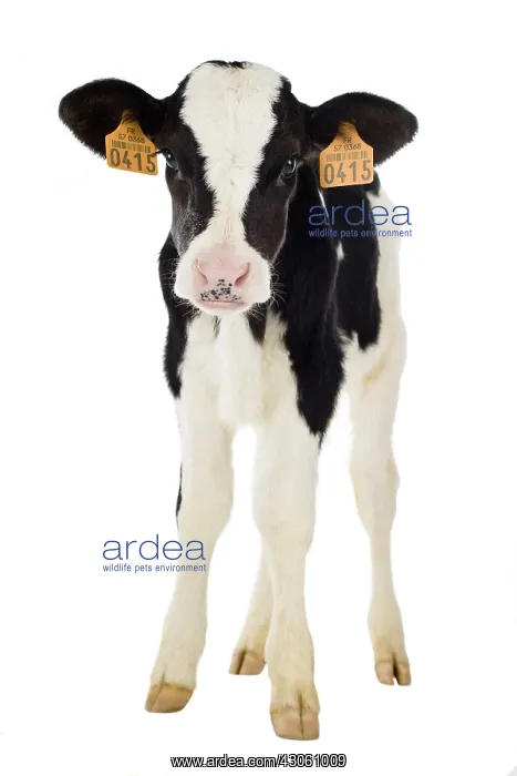 : Holstein calf front shot in studio : Holstein calf front shot in studio
