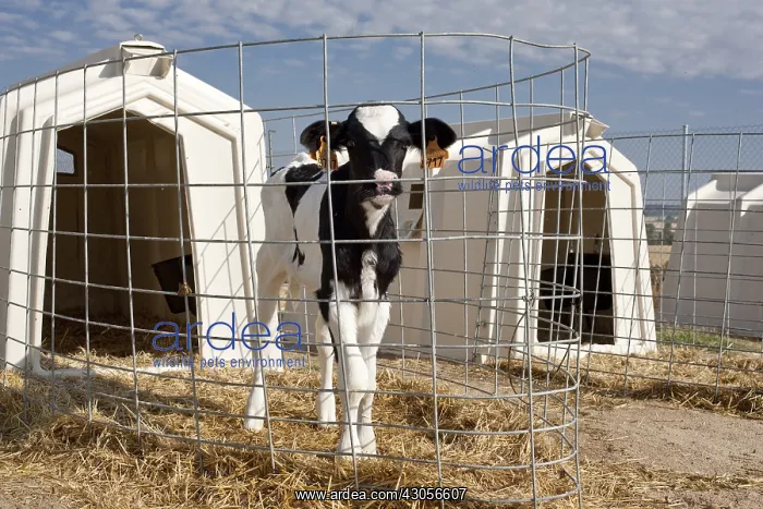 : Holstein calf standing in a box on a floor of straw : Holstein calf standing in a box on a floor of straw