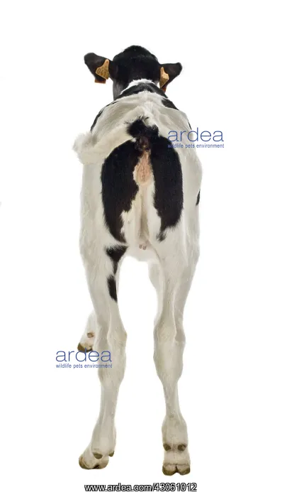 : Holstein calf in studio : Holstein calf in studio