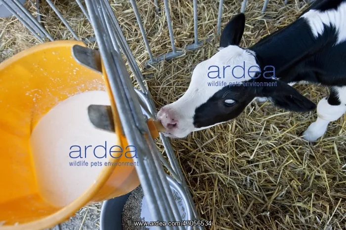 : Holstein calf tetant niche in a bucket full of milk : Holstein calf tetant niche in a bucket full of milk