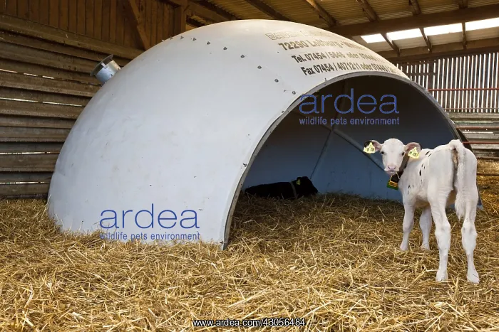 : Holstein calves in stalls to shelter circular : Holstein calves in stalls to shelter circular