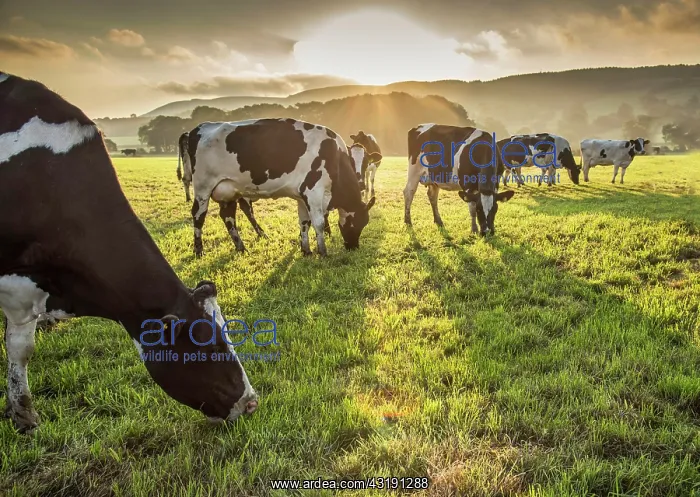 : Holstein cattle, Holstein cattle, purebred, livestock : Holstein cattle, Holstein cattle, purebred, livestock
