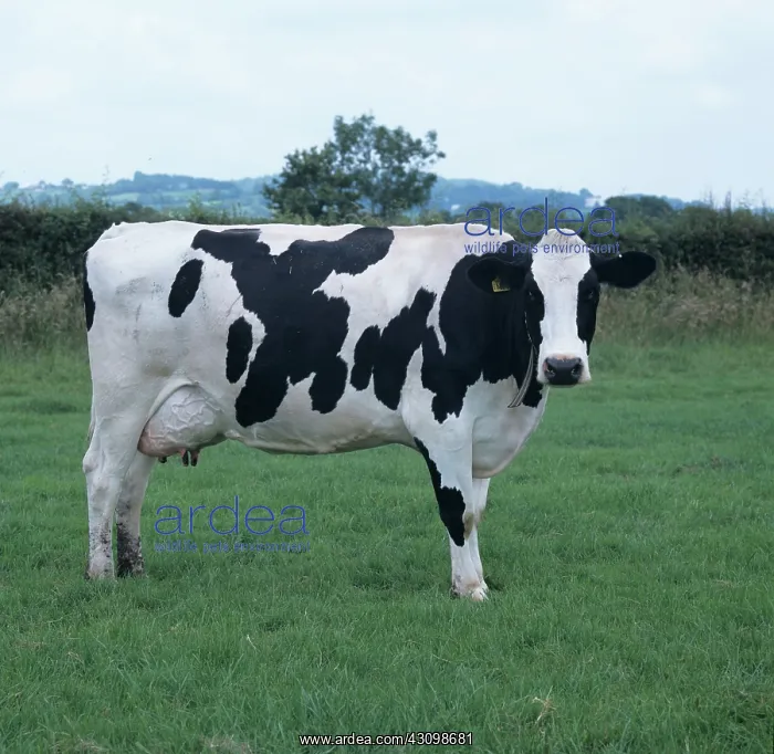 : Holstein Cow : Holstein Cow