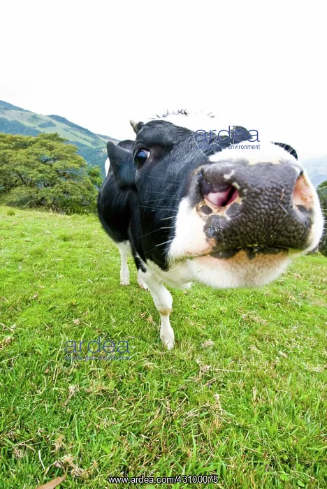 : Holstein Cow : Holstein Cow