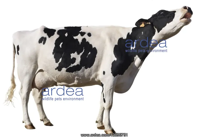 : A Holstein cow bellowing : A Holstein cow bellowing