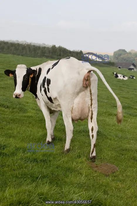 : A Holstein cow defecating on the grass of the meadow : A Holstein cow defecating on the grass of the meadow