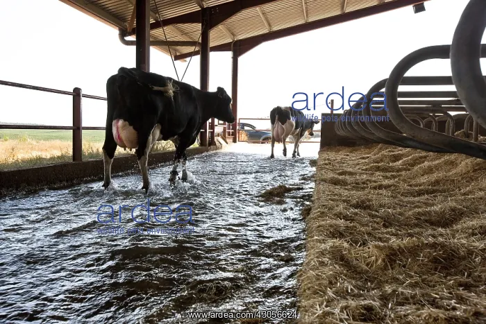 : Holstein cow emerging during cleaning of the hangar : Holstein cow emerging during cleaning of the hangar