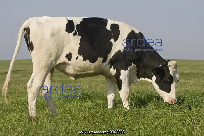 : Holstein cow grazing in a meadow France : Holstein cow grazing in a meadow France