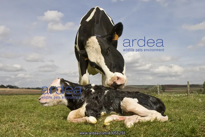 : Holstein cow licking her newborn for the dry : Holstein cow licking her newborn for the dry