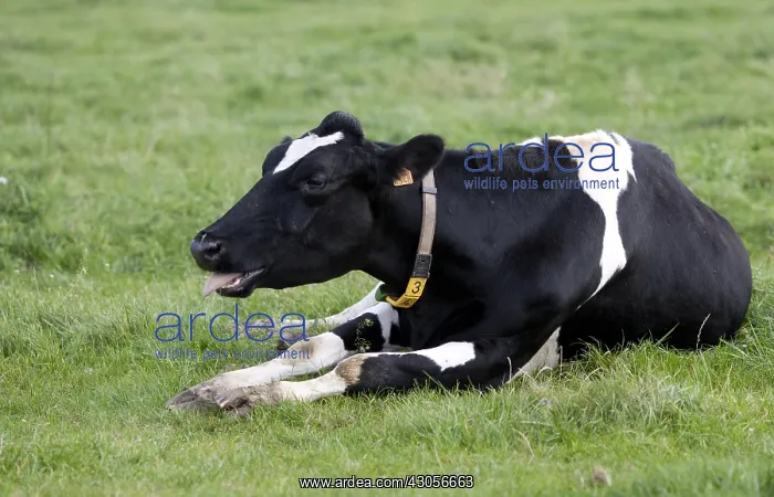 : A Holstein cow lying in the meadow and coughing : A Holstein cow lying in the meadow and coughing